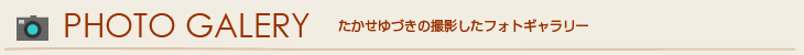 たかせゆづきの撮影したフォトギャラリー